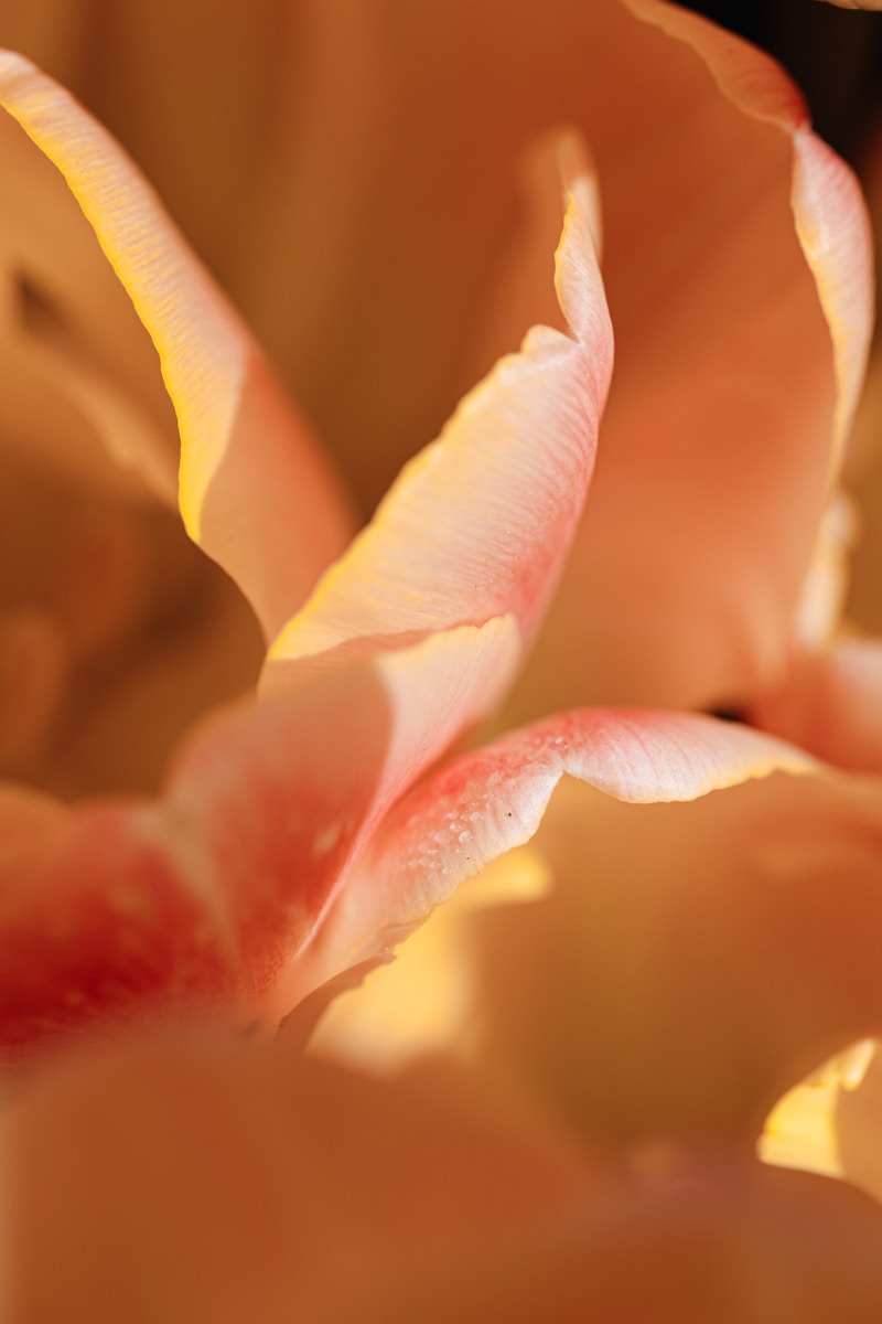 a close up of a flower with a blurry background